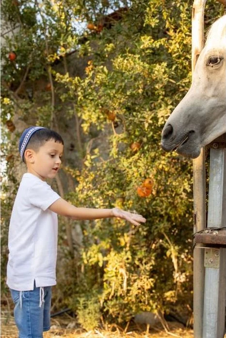 ילד מושיט יד לסוס ליד עץ רימונים